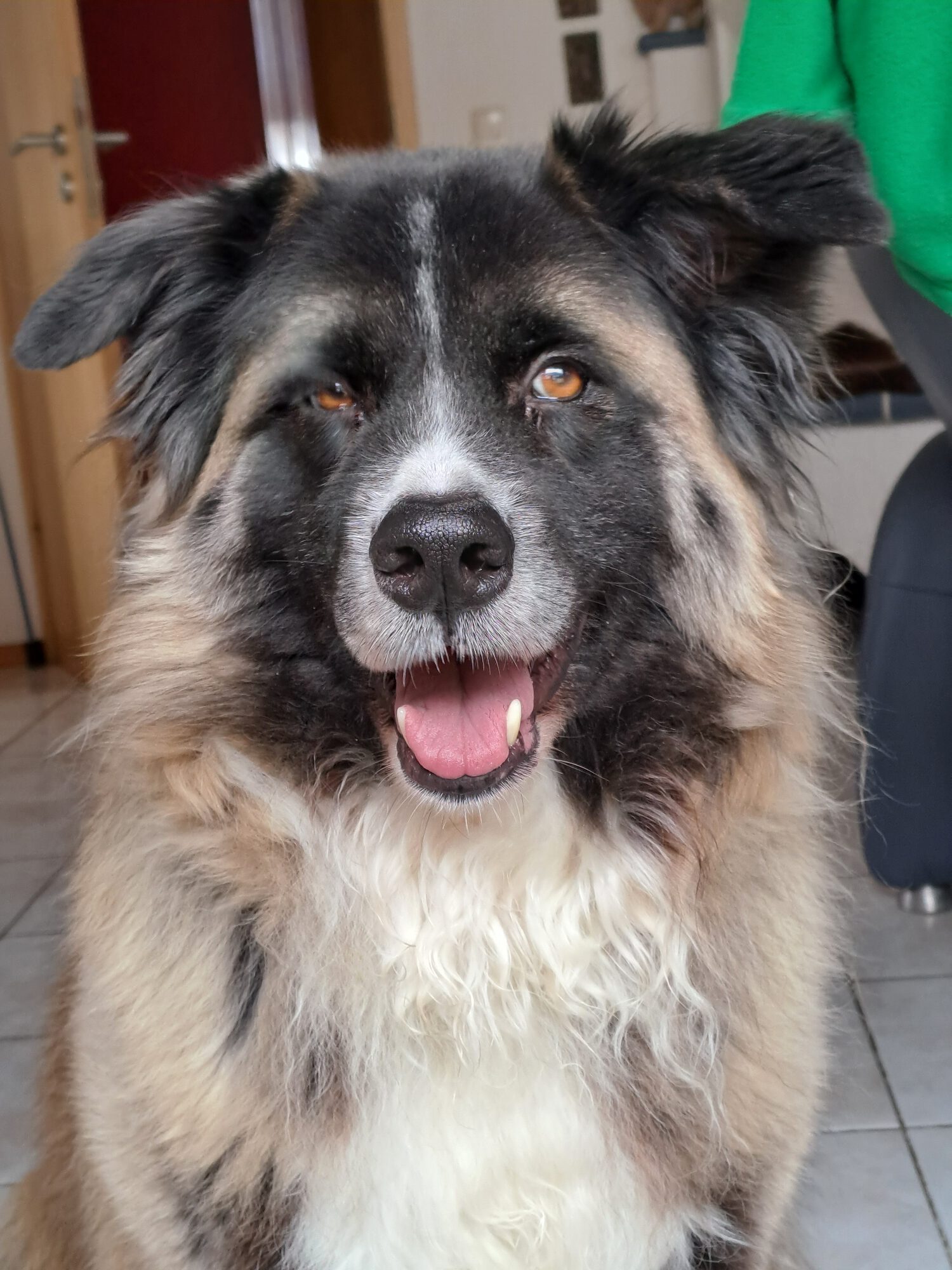 Lucky konnte nach der OP schnell wieder nach Hause