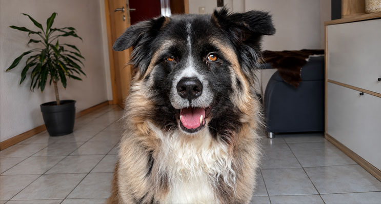 Lucky konnte nach der OP schnell wieder nach Hause